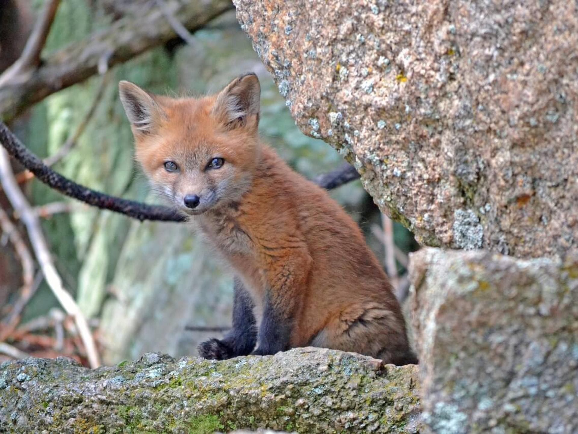 Gratis Grußkarten: süße Tierkinder-Motive versenden